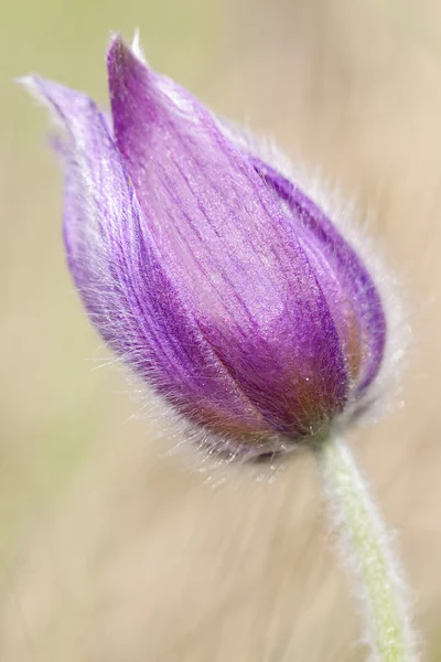 Flor pascual común - flor cerrada —  Fotos de Stock