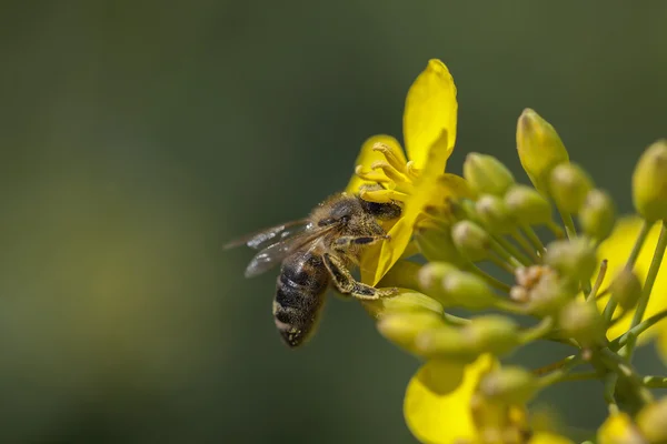 Honeybee - canola flower — Stock Photo, Image