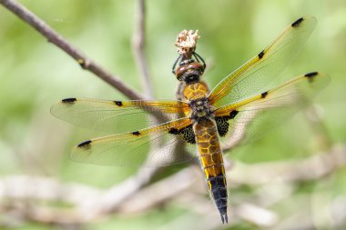 Chaser dört benekli - makro