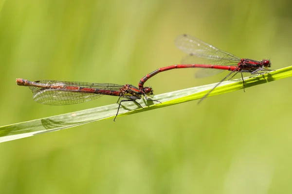 Grande damselfly vermelho - acasalamento — Fotografia de Stock