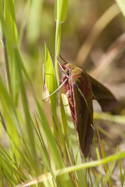 Slon hawkmoth — Stock fotografie