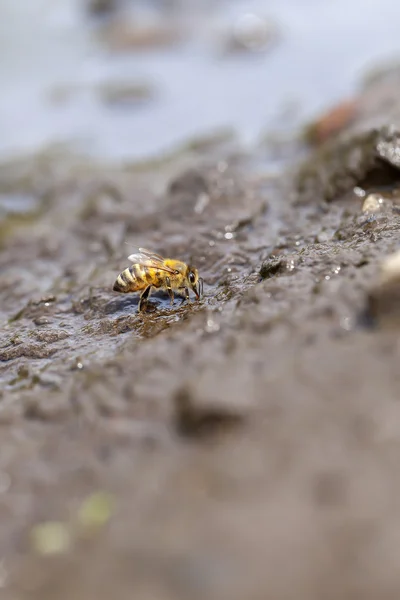 Honey bee at water collecting — Stock Photo, Image