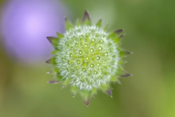 Πεδίο Scabious - Knautia Αρβένσις — Φωτογραφία Αρχείου