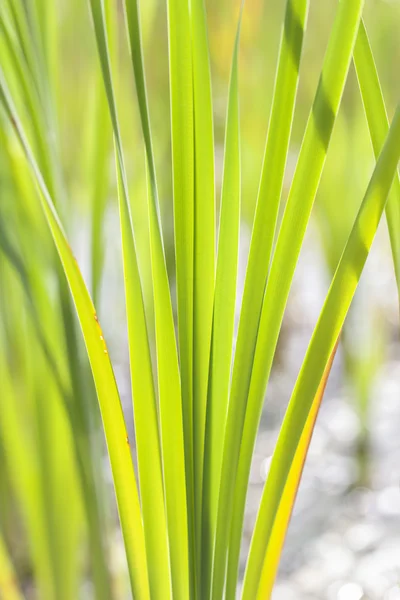 Reed leaves