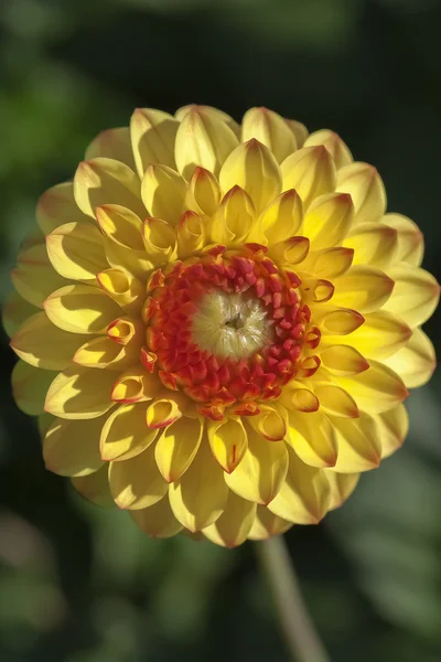 Yellow-red dahlia - blossom — Stock Photo, Image