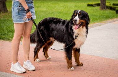 Sahibi parkta Berner Sennenhund köpeğiyle yürüyor..