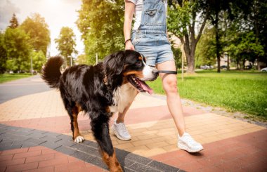 Sahibi parkta Berner Sennenhund köpeğiyle yürüyor..