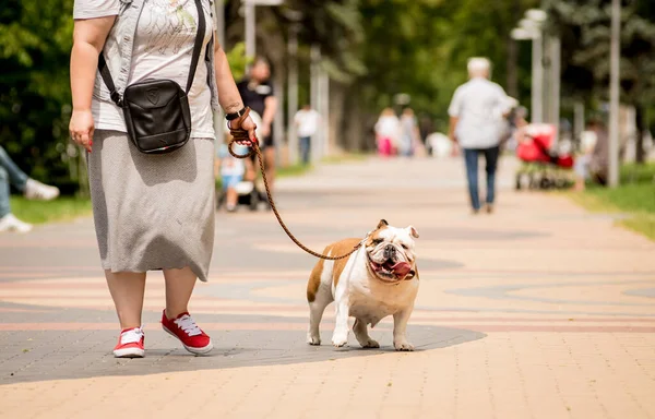 Proprietario che cammina con il bulldog inglese al parco. — Foto Stock