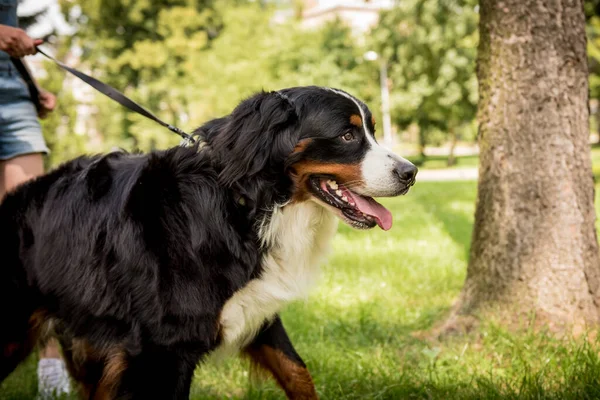 Właściciel spacerujący z psem Berner Sennenhund w parku. — Zdjęcie stockowe