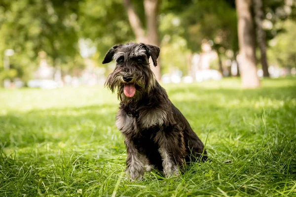 Portrait de schnauzer miniature mignon au parc. — Photo