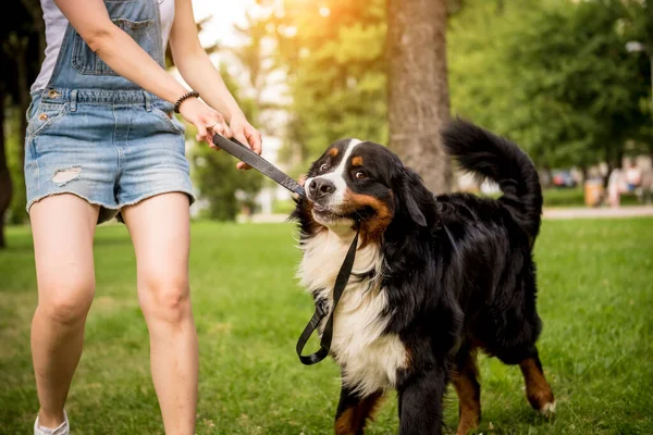 Właściciel trenuje psa Berner Sennenhund w parku. — Zdjęcie stockowe