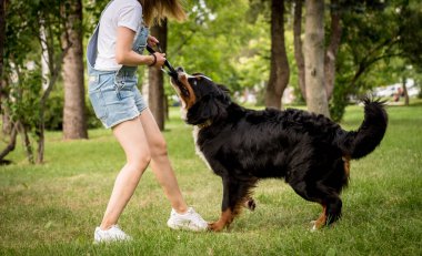 Sahibi parkta Berner Sennenhund köpeğini eğitiyor..