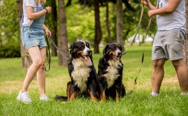 Sahibi parkta Berner Sennenhund köpeğini eğitiyor..