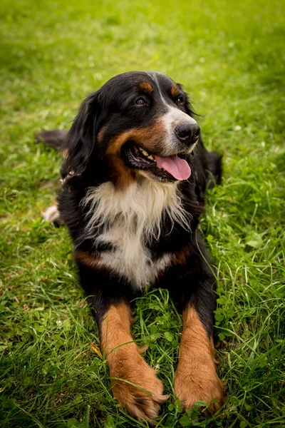 Retrato de cão bonito Berner Sennenhund no parque. — Fotografia de Stock