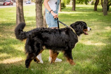 Sahibi parkta Berner Sennenhund köpeğiyle yürüyor..