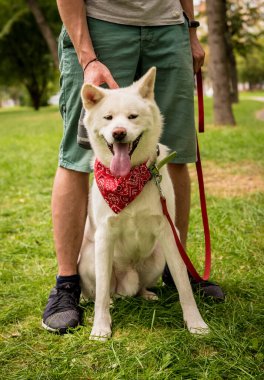 Sahibi parktaki beyaz akita inu köpeğini eğitiyor..