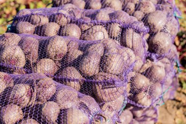 Pancar kökleri el yapımı işlem alanları