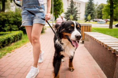 Sahibi parkta Berner Sennenhund köpeğiyle yürüyor..
