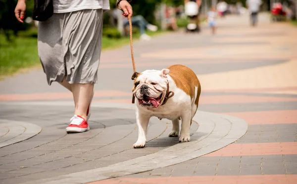 Owner walking with the english bulldog at the park.