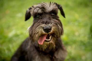 Parktaki şirin minyatür schnauzer portresi..