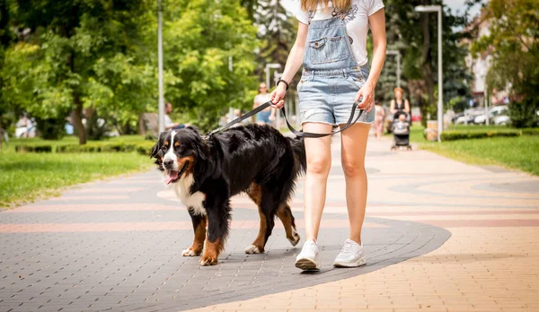 Proprietario a piedi con il cane Berner Sennenhund al parco. — Foto Stock