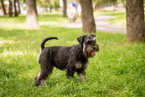 Ritratto di carino schnauzer in miniatura al parco. — Foto Stock