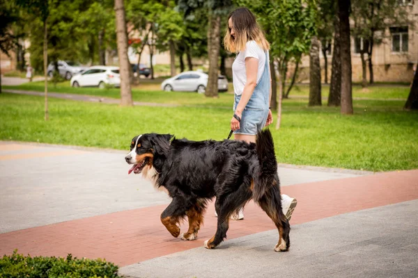 Proprietario a piedi con il cane Berner Sennenhund al parco. — Foto Stock