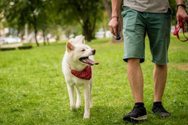 Sahibi parktaki beyaz akita inu köpeğini eğitiyor..