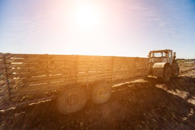 Traktör tarlada pancar kökleri topluyor.