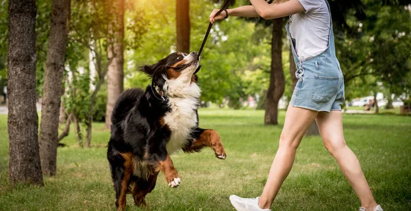 Владелец тренирует собаку Бернера Сенненхунда в парке. — стоковое фото