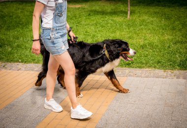 Sahibi parkta Berner Sennenhund köpeğiyle yürüyor..
