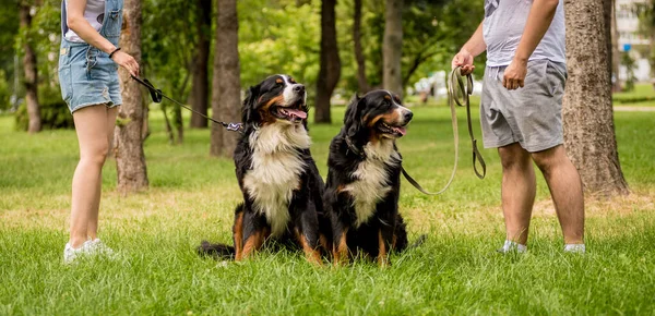 Ägaren tränar Berner Sennenhund hund i parken. — Stockfoto