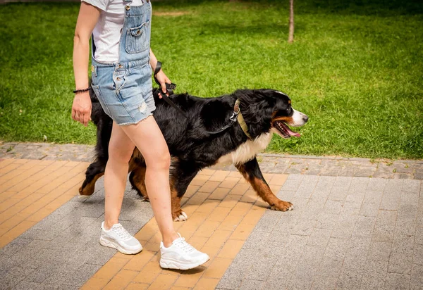 Owner walking with the Berner Sennenhund dog at the park. — Stock Photo, Image