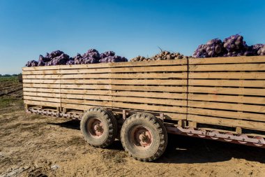 Traktör tarlada pancar kökleri topluyor.