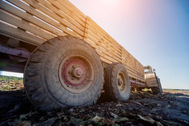 Traktör tarlada pancar kökleri topluyor.