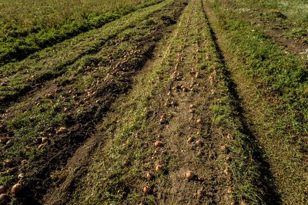 Onion after harvest in at the agricultural field — Stock Photo, Image