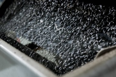 Modern fabrikada kavrulmuş ayçekirdeği ekipmanı.