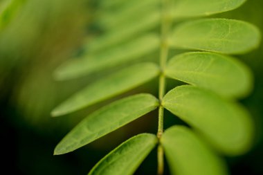 Bahçede bulanık arkaplanda yeşil yaprak