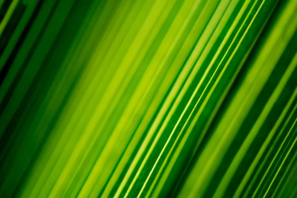 Vackert exotiskt mönster av gröna tropiska palmblad — Stockfoto
