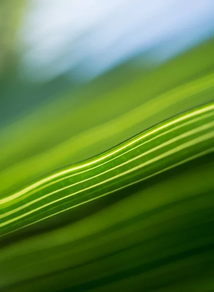 緑の熱帯ヤシの葉の美しいエキゾチックなパターン — ストック写真