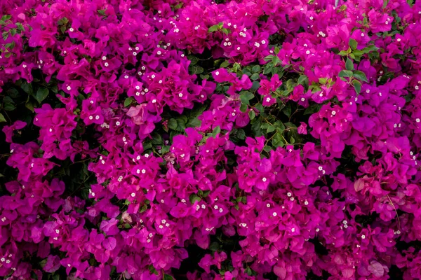 Schöner Hintergrund aus kleinen violetten Buschblumen — Stockfoto