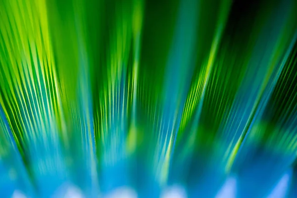 Belo padrão exótico de folhas de palma tropicais verdes — Fotografia de Stock