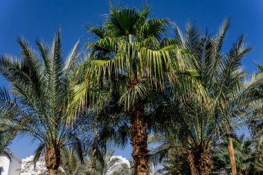Mavi gökyüzüne ve çatılara karşı güzel palmiye ağaçları