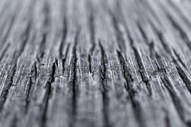 Büyük hindistan cevizi palmiyesinin güzel dokusu.