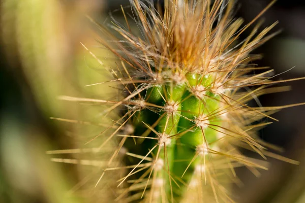 Gyönyörű textúra nagy zöld levél egzotikus kaktusz — Stock Fotó