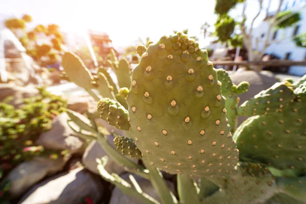 Schöner großer grüner Kaktus im exotischen Garten — Stockfoto