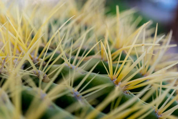 Macro disparo de gran cactus exótico verde — Foto de Stock