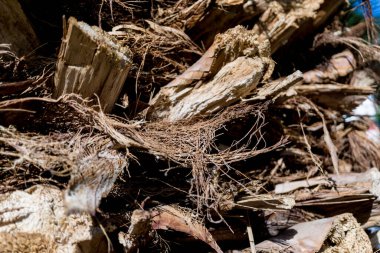 Büyük hindistan cevizi palmiyesinin güzel dokusu.