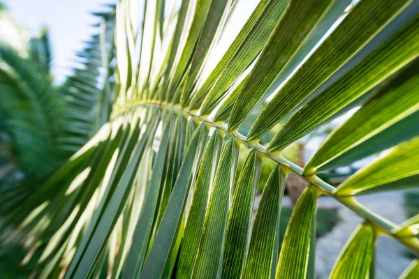 Belle grande feuille de palmier contre jardin tropical. — Photo