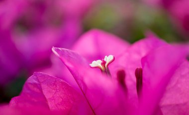 Bahçedeki yaz mevsiminde çalılıklarda çiçekler